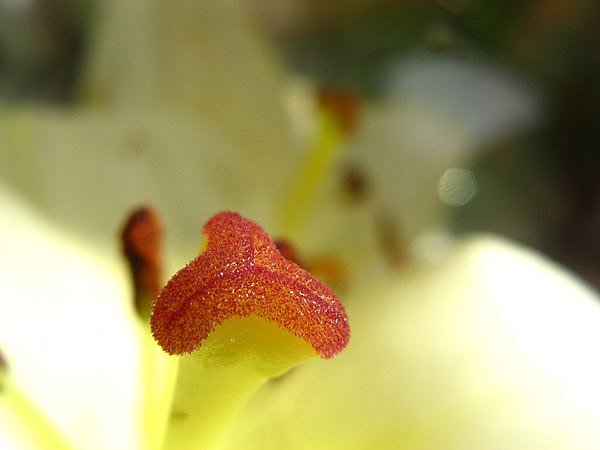 Зарождение