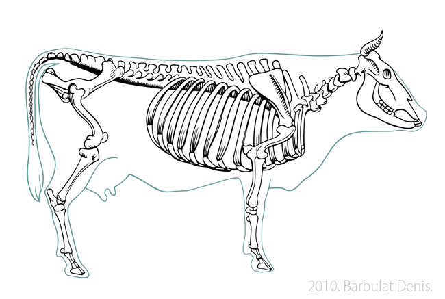 Скелет коровы