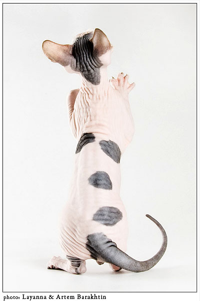 Канадский Сфинкс