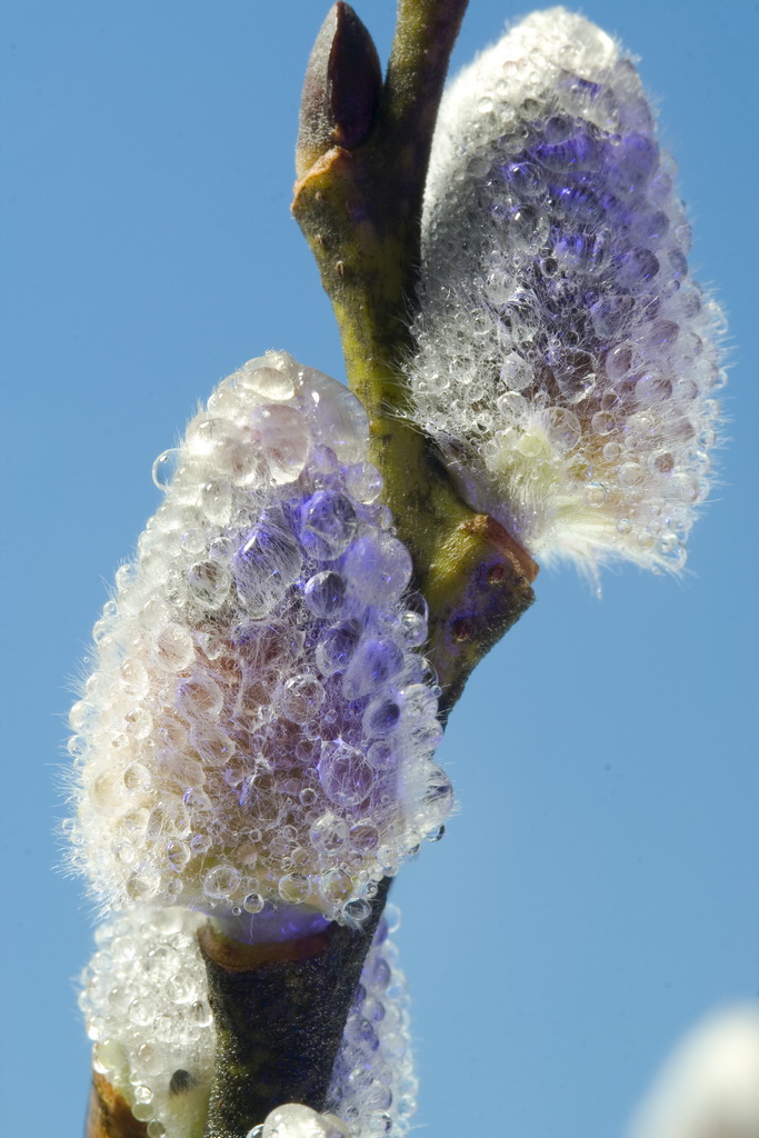 Весенняя Оттепель