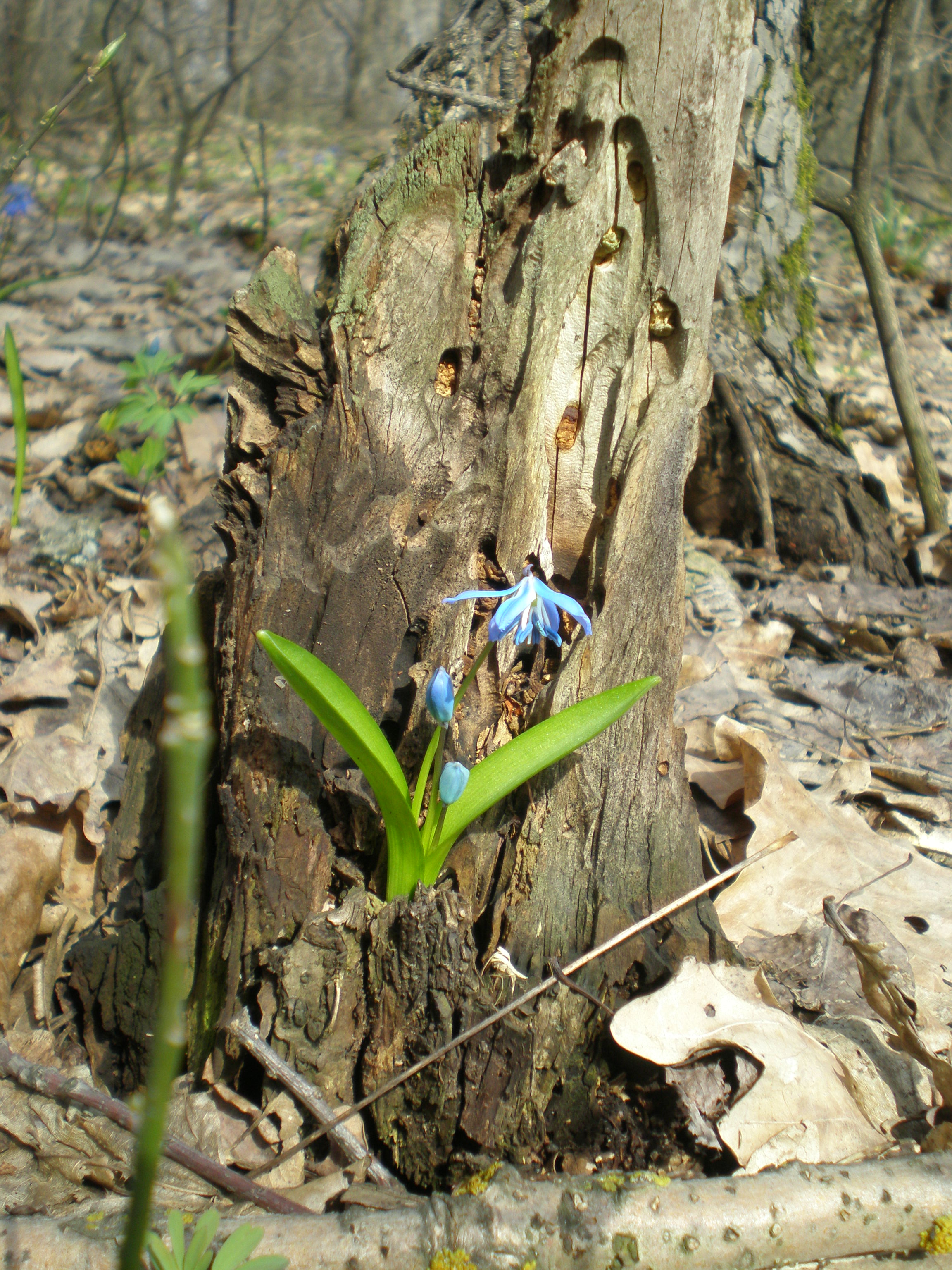 росток жизни