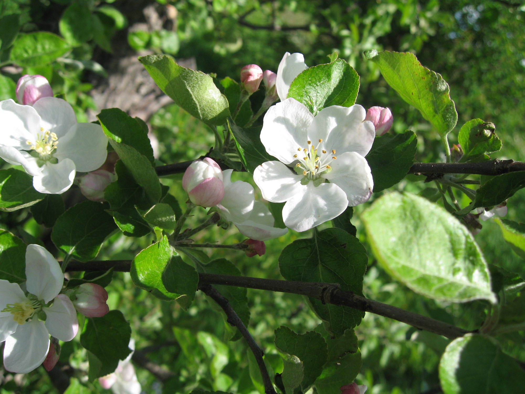 когда яблони цветут...