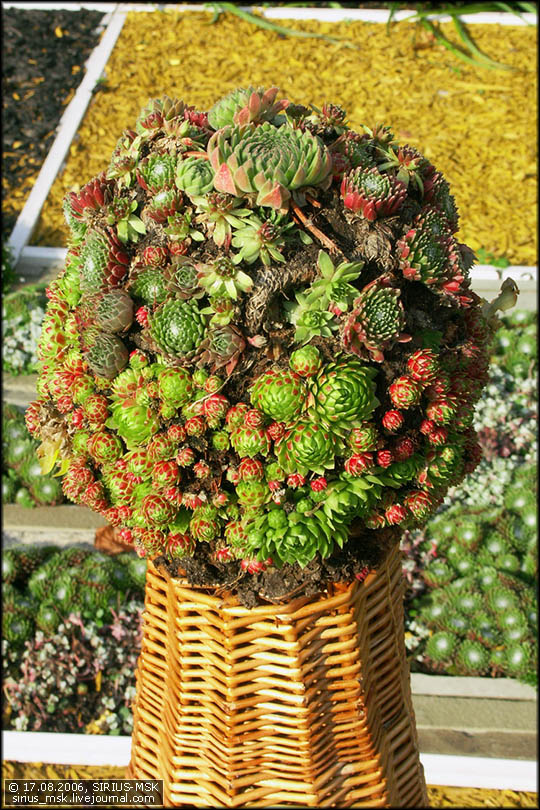 4 Московский фестиваль цветочного оформления "Мир спорта" (Л