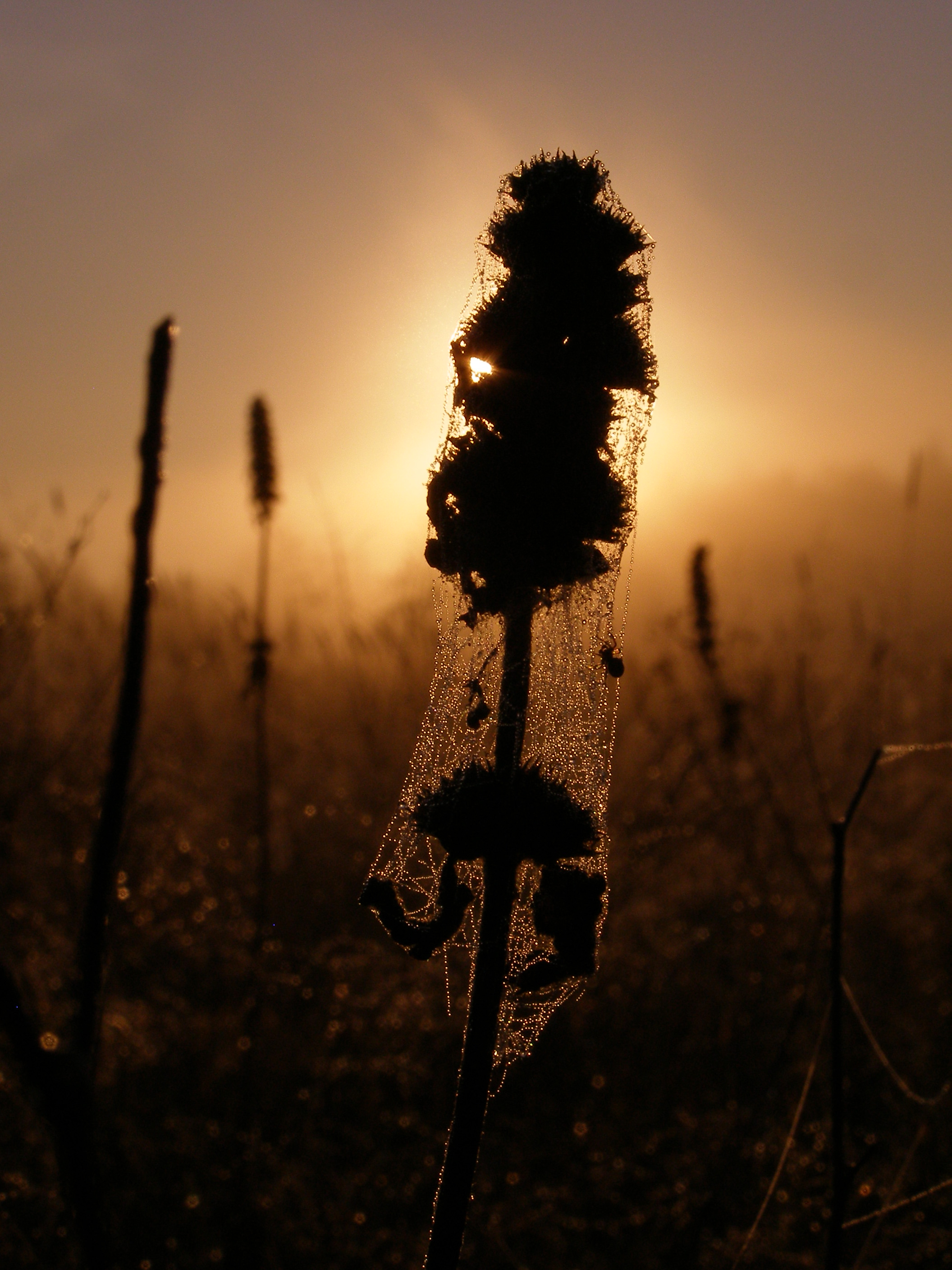 one morn
