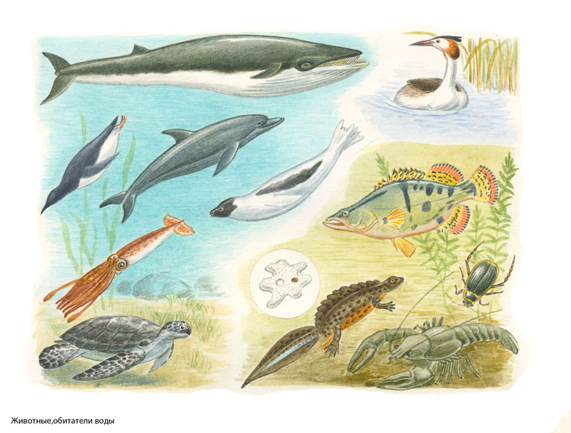Животные,обитатели воды