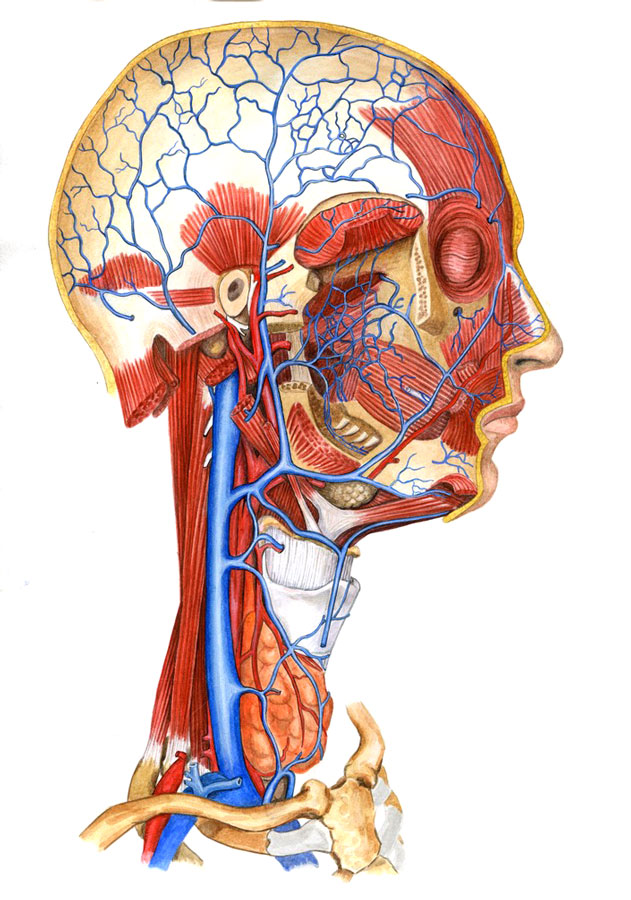 Иллюстрация для анатомического атласа