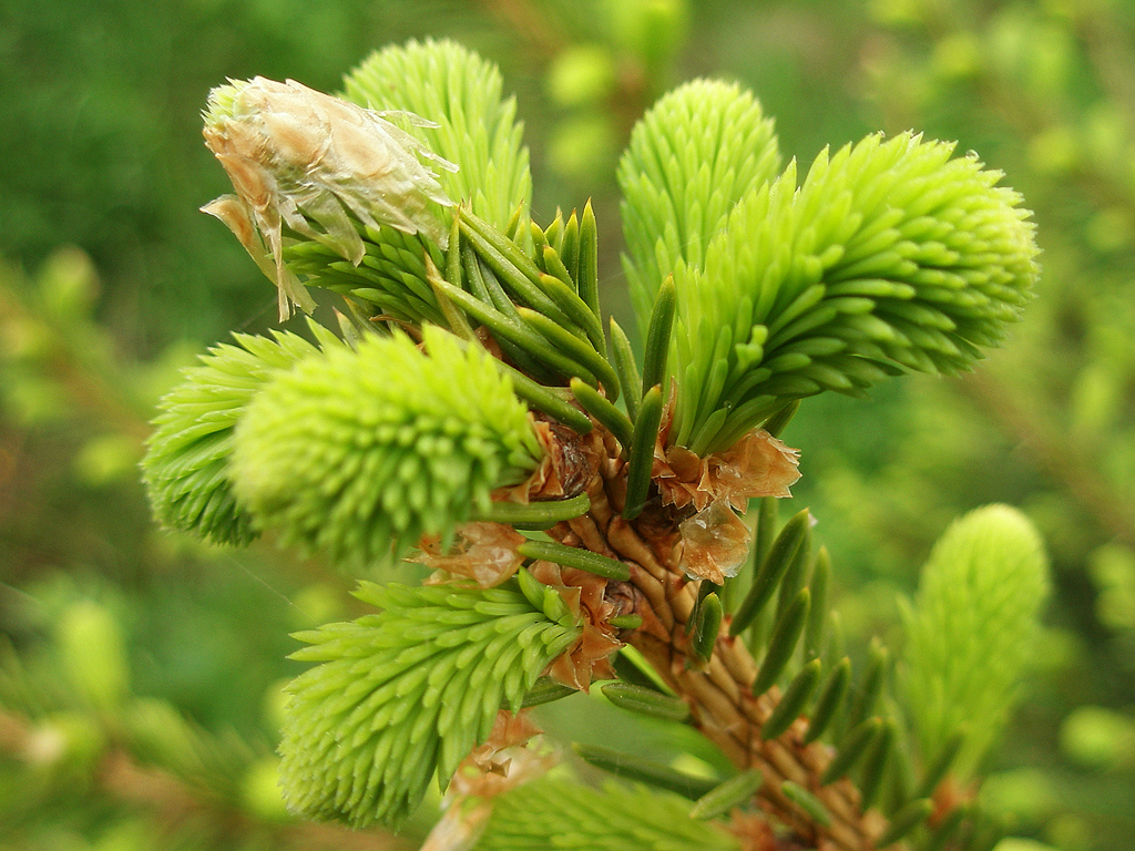 Новая жизнь