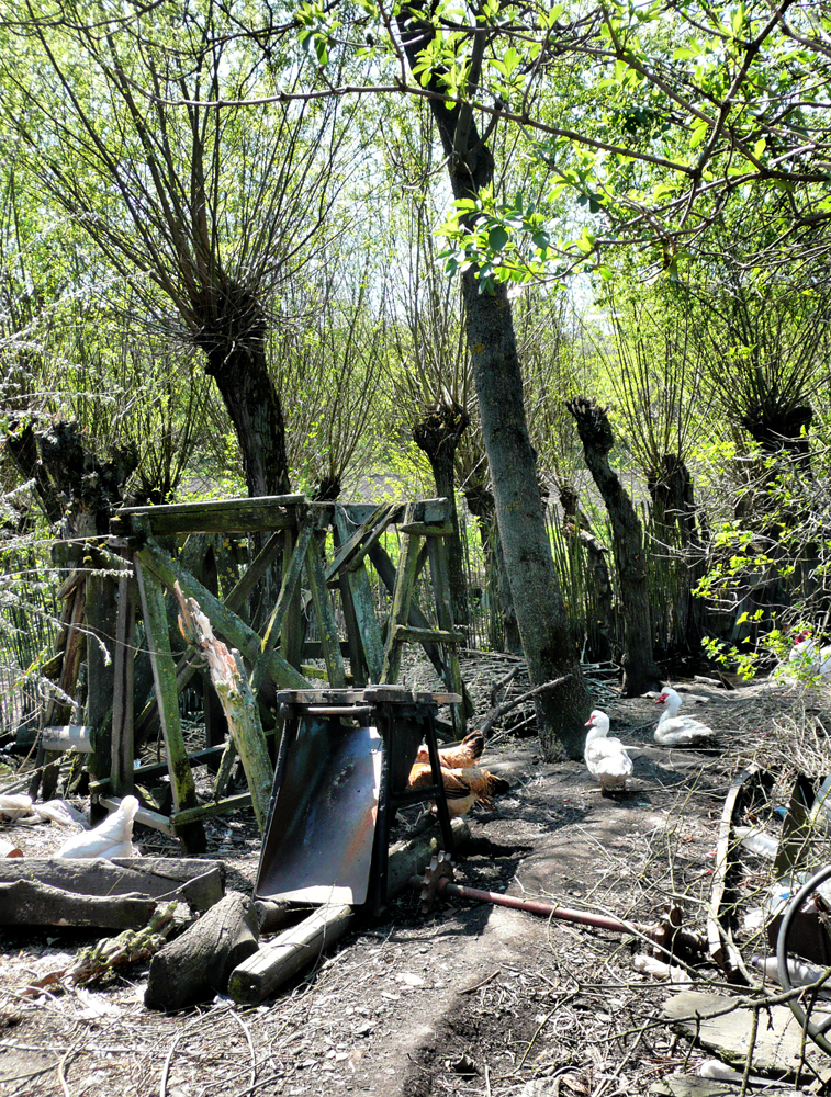 лози-верболози