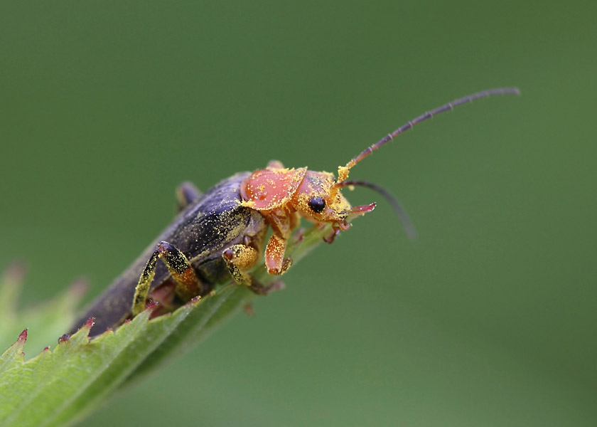 Впередсмотрящий