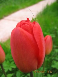 Уменьшенная копия