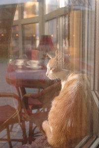 Уменьшенная копия