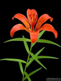 Уменьшенная копия