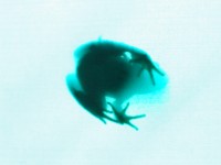 Уменьшенная копия