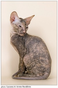 Уменьшенная копия