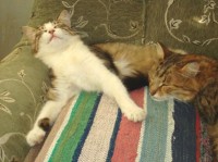 Уменьшенная копия