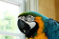 Уменьшенная копия