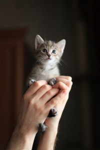 Уменьшенная копия