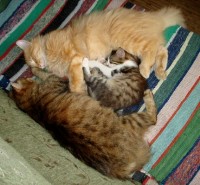 Уменьшенная копия