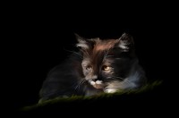 Уменьшенная копия