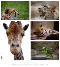 Уменьшенная копия