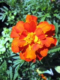 Уменьшенная копия