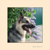 Уменьшенная копия